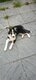 A donner femelle border collie