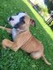 Disponible de suite 3 magnifiques chiots mâles...