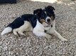 Magnifique border collie femelle de 7 mois