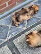 Magnifique pomchi