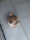 Magnifique pomchi