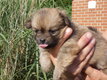Magnifique pomchi