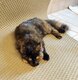 Maine coon de 8 mois + pédigrée