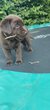 Chiots labrador chocolat
