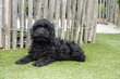 Magnifiques Chiots Cockapoo noirs, parents testés