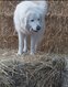Chien à vendre