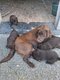 Chiots labrador chocolat à vendre