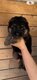 Superbe chiot Berger allemand