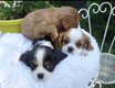 1 femelle rubis + 2 males (tricolore + blenheim)