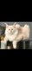 Maine coon creme silver shaded pp