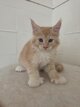 Chatons Maine Coon