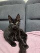 Chatons Maine Coon