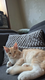 Chatons Maine Coon
