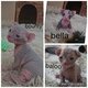 Magnifique Sphynx