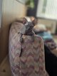 Magnifique Sphynx