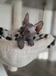 Magnifique Sphynx