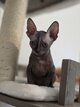 Magnifique Sphynx