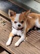 Superbe mâle chihuahua poils longs