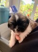 Magnifiques mâles shih-tzu à réserver