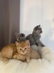 Magnifique chatons British