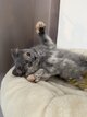 Magnifique chatons British