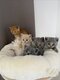 Magnifique chatons British