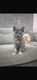 Magnifique chatons British