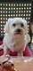 A donner, Milou Bichon maltais de 4 ans