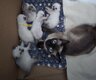 Magnifiques chatons siamois