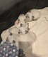 Magnifiques chatons siamois
