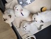 Magnifiques chatons ragdoll
