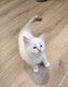 Magnifiques chatons ragdoll