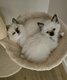 Magnifiques chatons ragdoll