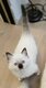 Magnifiques chatons ragdoll