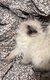 Chaton Ragdoll mâle