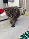 6 chatons Maine Coon disponible à la réservation