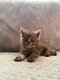 6 chatons Maine Coon disponible à la réservation