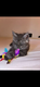 6 chatons Maine Coon disponible à la réservation