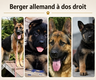 Chiots berger allemand