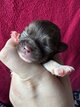 Bébés chihuahuas