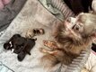 Bébés chihuahuas