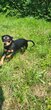 Femelle pinscher
