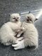 Magnifiques chatons de type Ragdoll Bicolore...