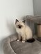 Magnifiques chatons de type Ragdoll Bicolore...