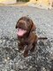 A donner : chiot labrador