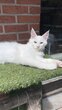 Maine Coon Blanc