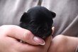 Chiot poil long pedigree FCI