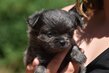 Chiot poil long pedigree FCI