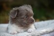 Chiot poil long pedigree FCI