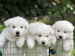 ❤️ Adorables Bergers  Blancs  Suisses ❤️